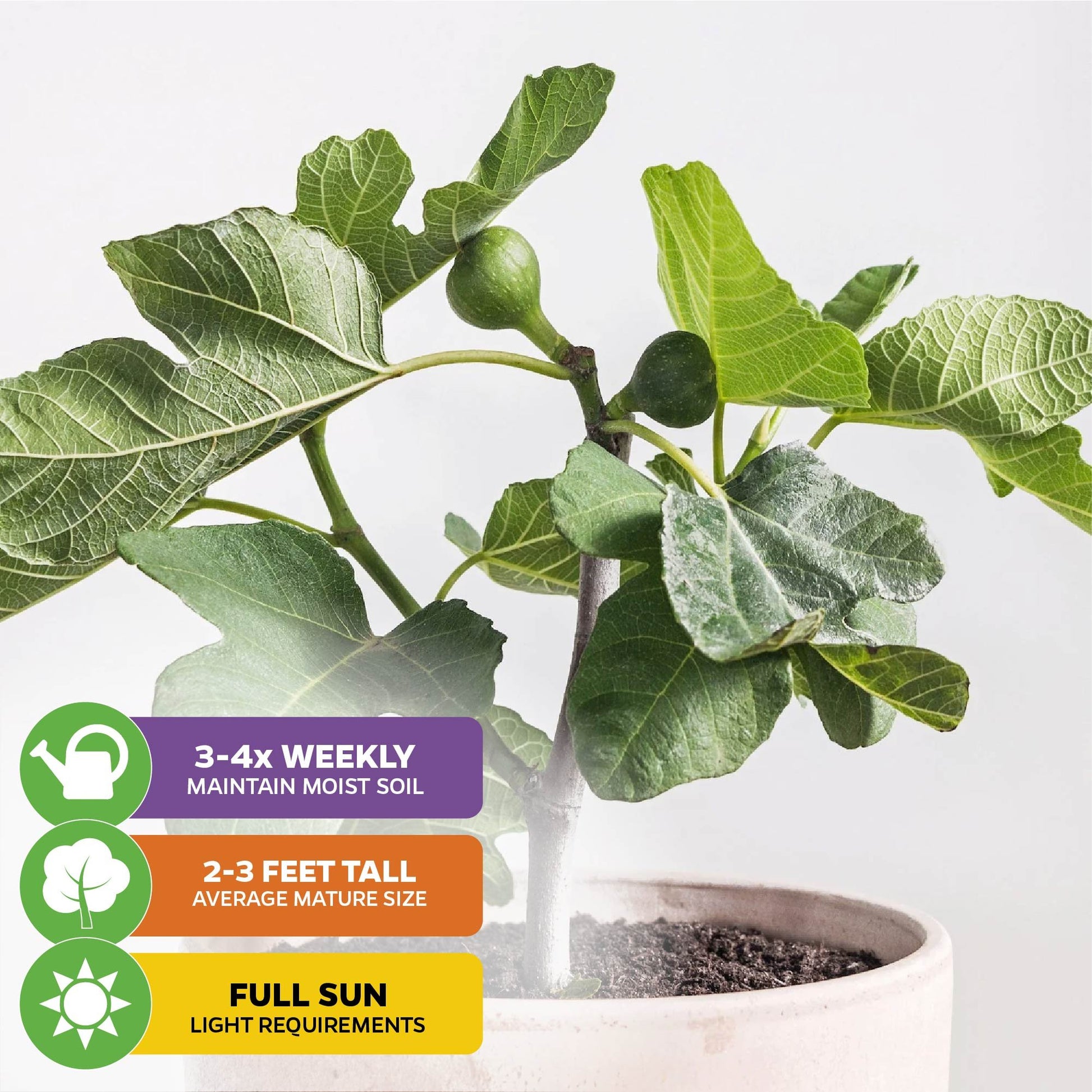 Fignomenal Fig - Ficus carica