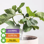 The Wellspring Gardens Fignomenal Fig (Ficus carica) is a compact indoor potted fruit tree with green leaves and small figs. Care icons: water 3–4x a week, grows 2–3 feet tall, full sun. Shown on a plain, light background.