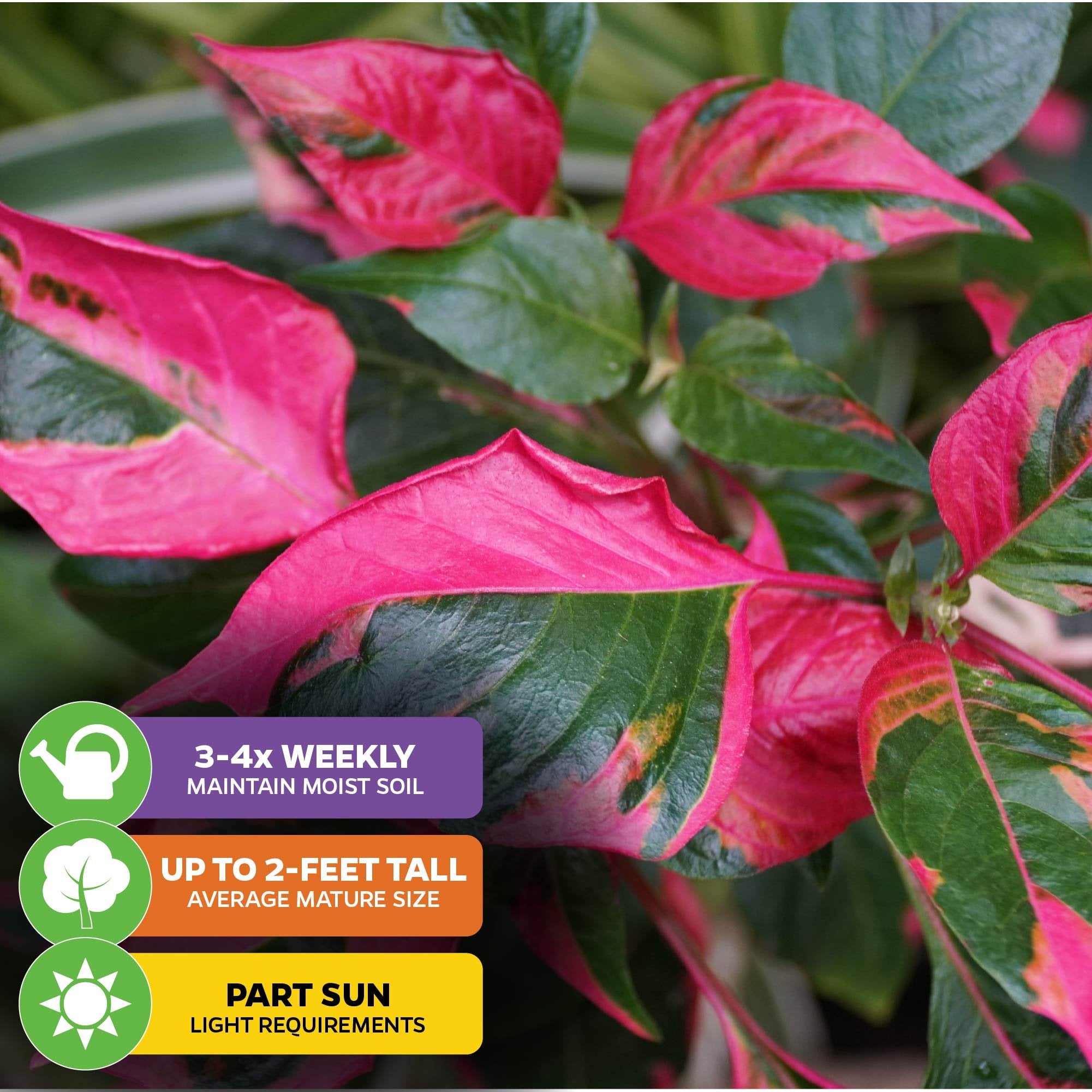 party time plant care indoor Alternanthera Party Time