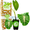A potted White Lava Elephant Ear (Colocasia) from Wellspring Gardens, featuring large leaves, sits before a box labeled 30 Day Guarantee, Easy to Grow, and Non GMO. The green pot displays the Wellspring Gardens logo.