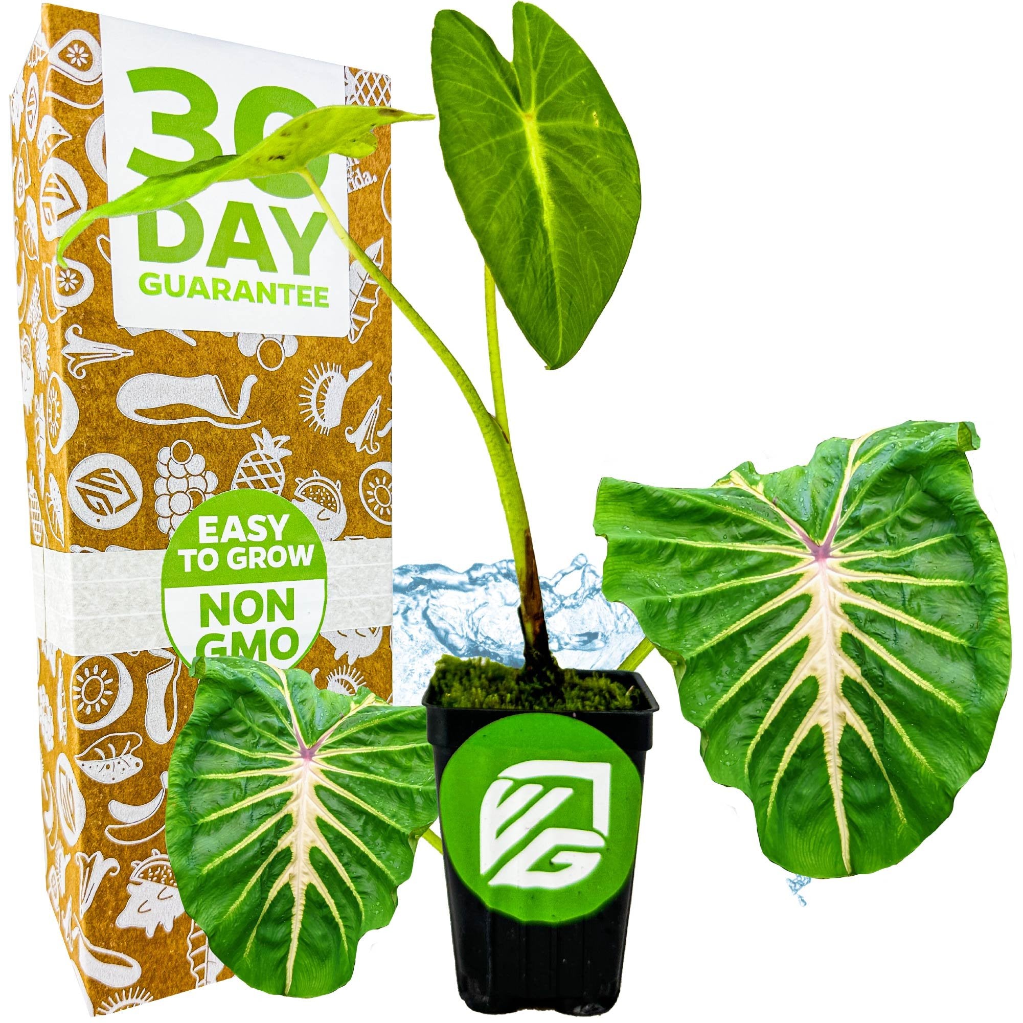 A potted White Lava Elephant Ear (Colocasia) from Wellspring Gardens, featuring large leaves, sits before a box labeled 30 Day Guarantee, Easy to Grow, and Non GMO. The green pot displays the Wellspring Gardens logo.