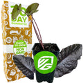 A small potted Wellspring Gardens Black Sapphire Gecko Elephant Ear (Colocasia) with dark shimmering leaves sits before a box labeled 30 Day Guarantee and Easy to Grow Non-GMO. The pot displays a green Wellspring Gardens logo sticker.