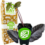 A small potted Wellspring Gardens Black Sapphire Gecko Elephant Ear (Colocasia) with dark shimmering leaves sits before a box labeled 30 Day Guarantee and Easy to Grow Non-GMO. The pot displays a green Wellspring Gardens logo sticker.