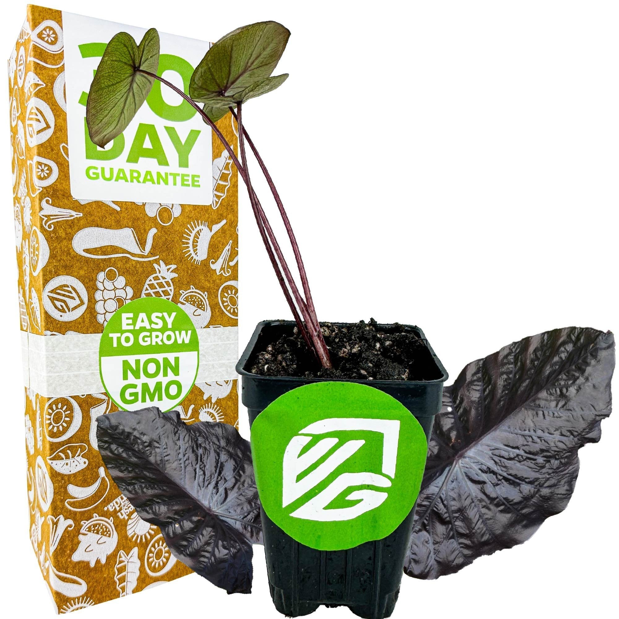 A small potted Wellspring Gardens Black Sapphire Gecko Elephant Ear (Colocasia) with dark shimmering leaves sits before a box labeled 30 Day Guarantee and Easy to Grow Non-GMO. The pot displays a green Wellspring Gardens logo sticker.