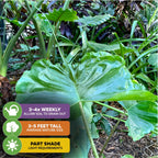 The Wellspring Gardens Stingray Elephant Ear - Alocasia features striking, wavy leaves for a bold tropical touch. Grows 3–5 ft tall, prefers part shade, and needs watering 3–4 times per week.