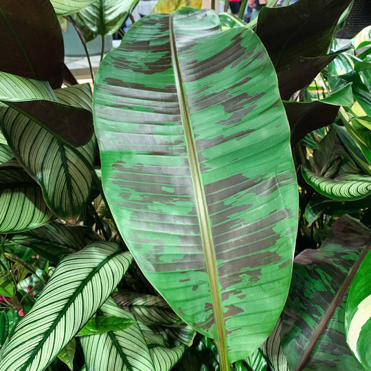 Zebrina Rojo Banana - Musa acuminata