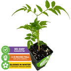A small Pink Jasmine (Jasminum polyanthemum) houseplant from Wellspring Gardens in a black pot with soil. Text: “30-day guarantee,” “Arrives 3-8 inches tall,” and “Fragrant winter-to-spring blooms.”.