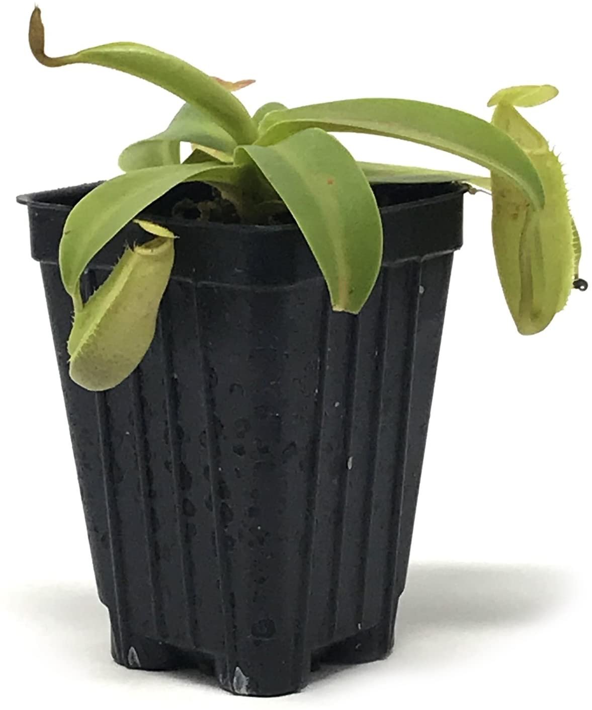 The Wellspring Gardens Sanguinea Carnivorous Pitcher Plant – Nepenthes features light green leaves and two tubular pitcher traps, growing in a black plastic pot. A striking choice for any plant collection.