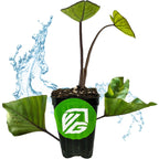 The Tea Cup Elephant Ear (Colocasia esculenta) by Wellspring Gardens features large green leaves in a black pot with a green logo. Splashes of water highlight its freshness, making it an ideal showpiece for any garden.