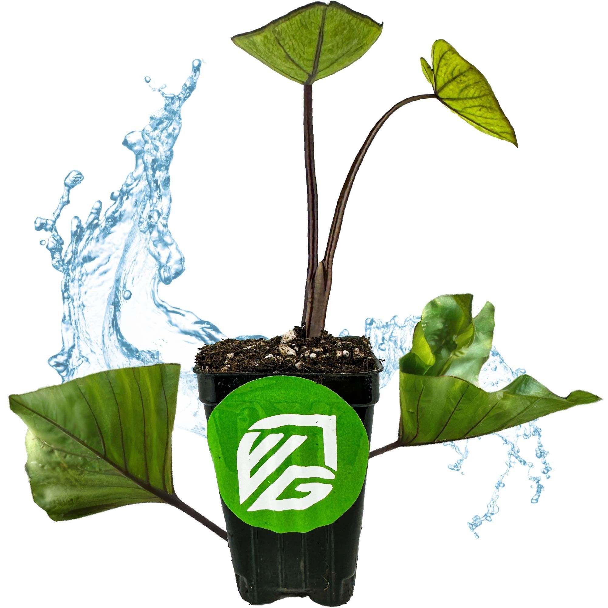 The Tea Cup Elephant Ear (Colocasia esculenta) by Wellspring Gardens features large green leaves in a black pot with a green logo. Splashes of water highlight its freshness, making it an ideal showpiece for any garden.