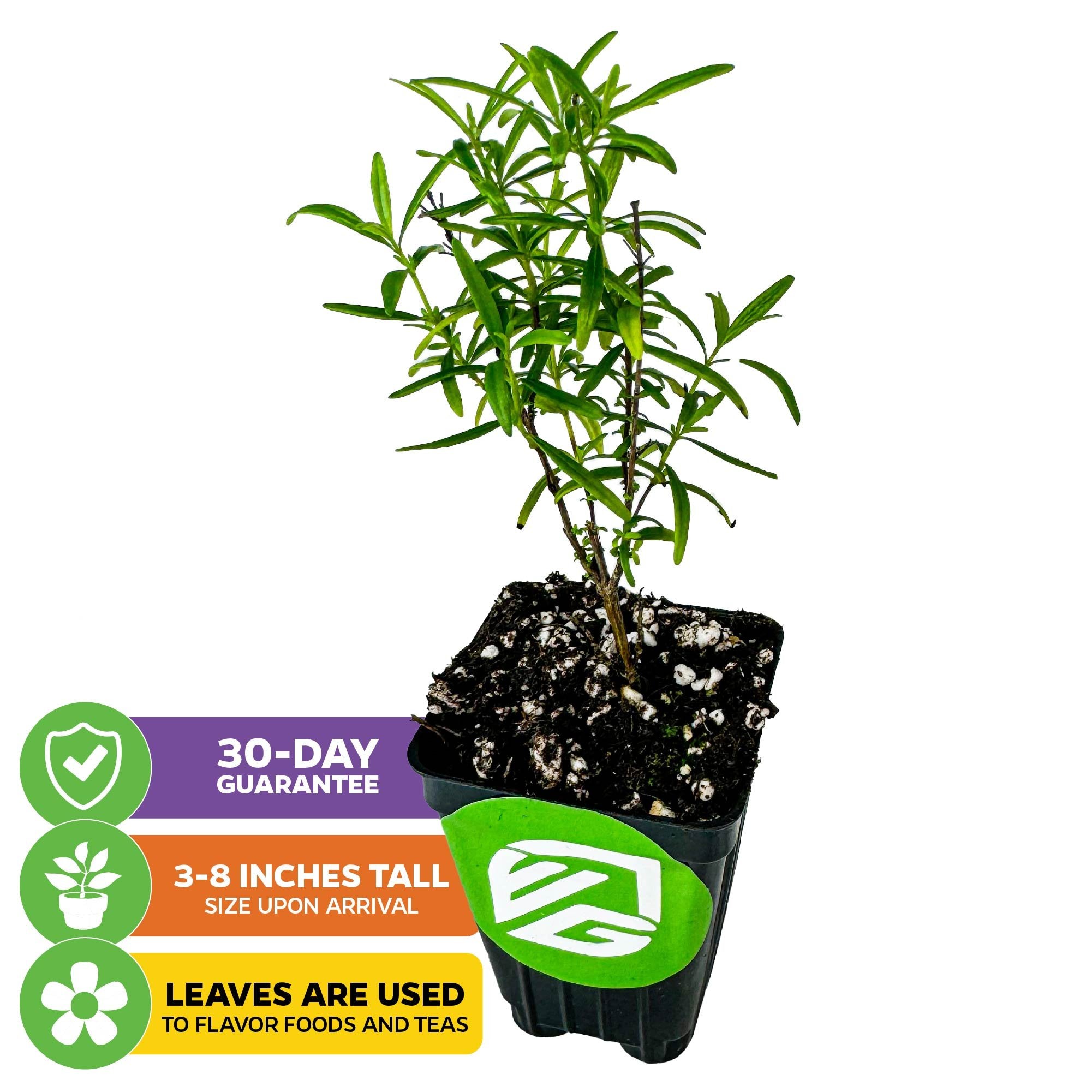 A petite aromatic herb, the Calamintha Georgia Savory Basil (Clinopodium georgianum) by Wellspring Gardens arrives 3-8 inches tall in a black plastic pot with soil. Icons show its 30-day guarantee and culinary use for flavoring foods and teas.