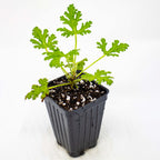 The Wellspring Gardens Citrosa Pelargonium Geranium (Citrosum 'Van Leenii') is a small, green, deeply-lobed plant in a black plastic pot with soil and perlite—a fragrant, mosquito-fighting ornamental for any space.