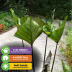 Wellspring Gardens' Tea Cup Elephant Ear (Colocasia esculenta) features large green leaves, grows 4-6 ft tall, and thrives in partial shade with well-draining soil. Water 5-6 times weekly for a stunning garden centerpiece.