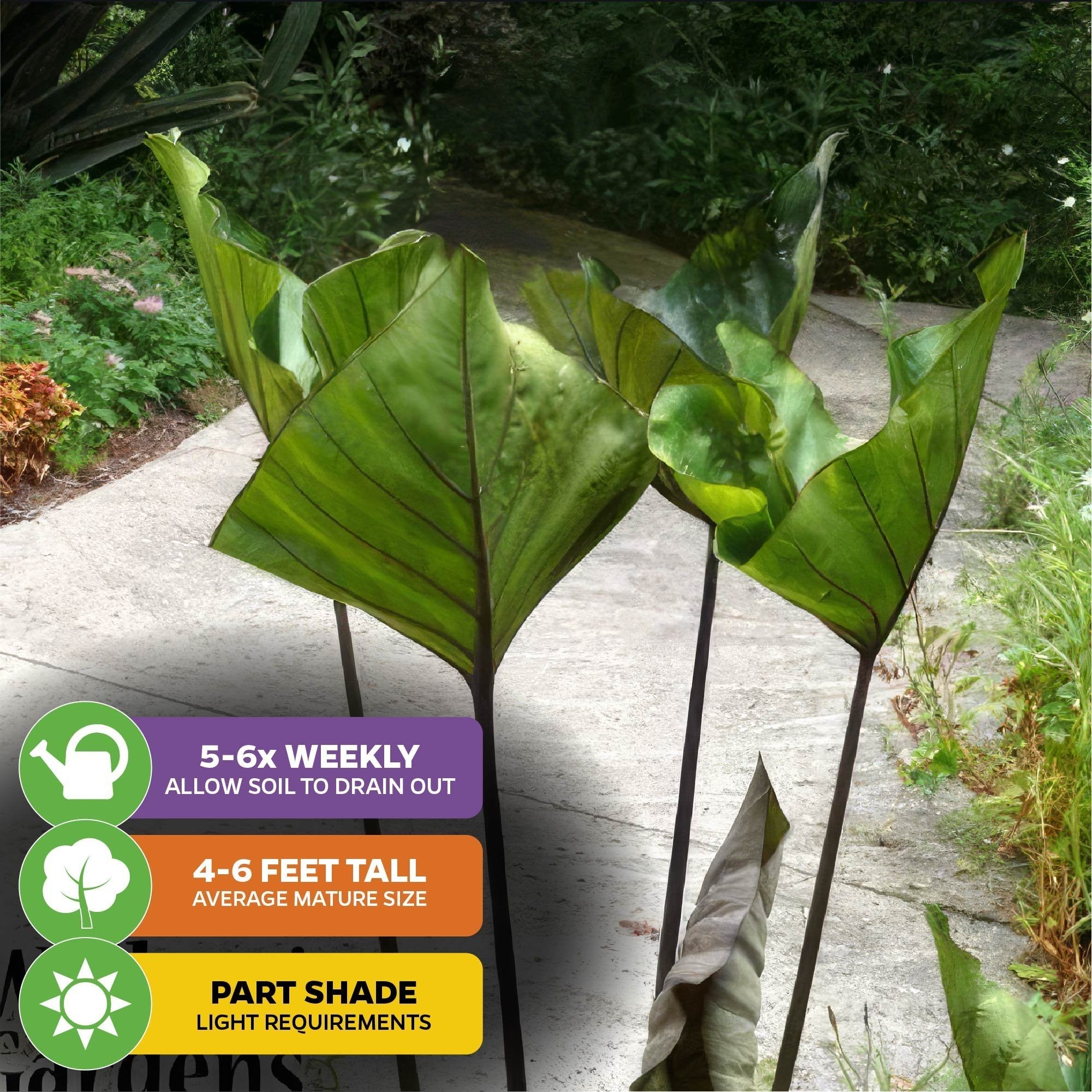 Wellspring Gardens' Tea Cup Elephant Ear (Colocasia esculenta) features large green leaves, grows 4-6 ft tall, and thrives in partial shade with well-draining soil. Water 5-6 times weekly for a stunning garden centerpiece.