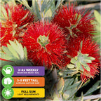 The Little John Red Cluster Dwarf Bottlebrush Tree (Callistemon) by Wellspring Gardens features bright red, spiky flowers and green leaves. Attracts hummingbirds, thrives in full sun, reaches 3–5 ft tall, and needs watering 3–4x weekly.