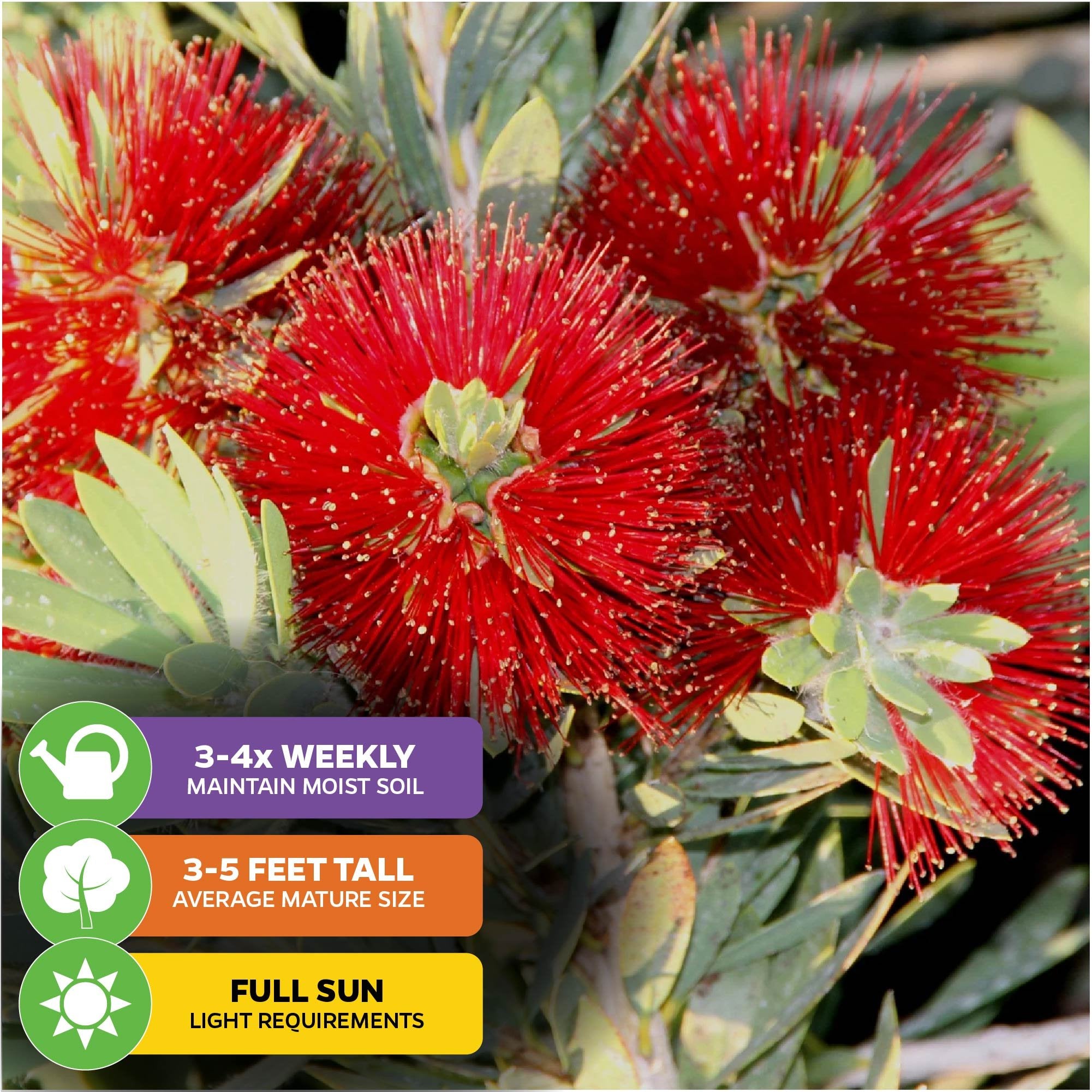 The Little John Red Cluster Dwarf Bottlebrush Tree (Callistemon) by Wellspring Gardens features bright red, spiky flowers and green leaves. Attracts hummingbirds, thrives in full sun, reaches 3–5 ft tall, and needs watering 3–4x weekly.