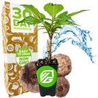 A potted Voodoo Lily (Amorphophallus konjac) by Wellspring Gardens sits before its “30 Day Guarantee,” “Easy to Grow,” and “Non GMO” packaging. Fresh roots, a water splash, and a green logo on the pot appeal to any plant enthusiast.