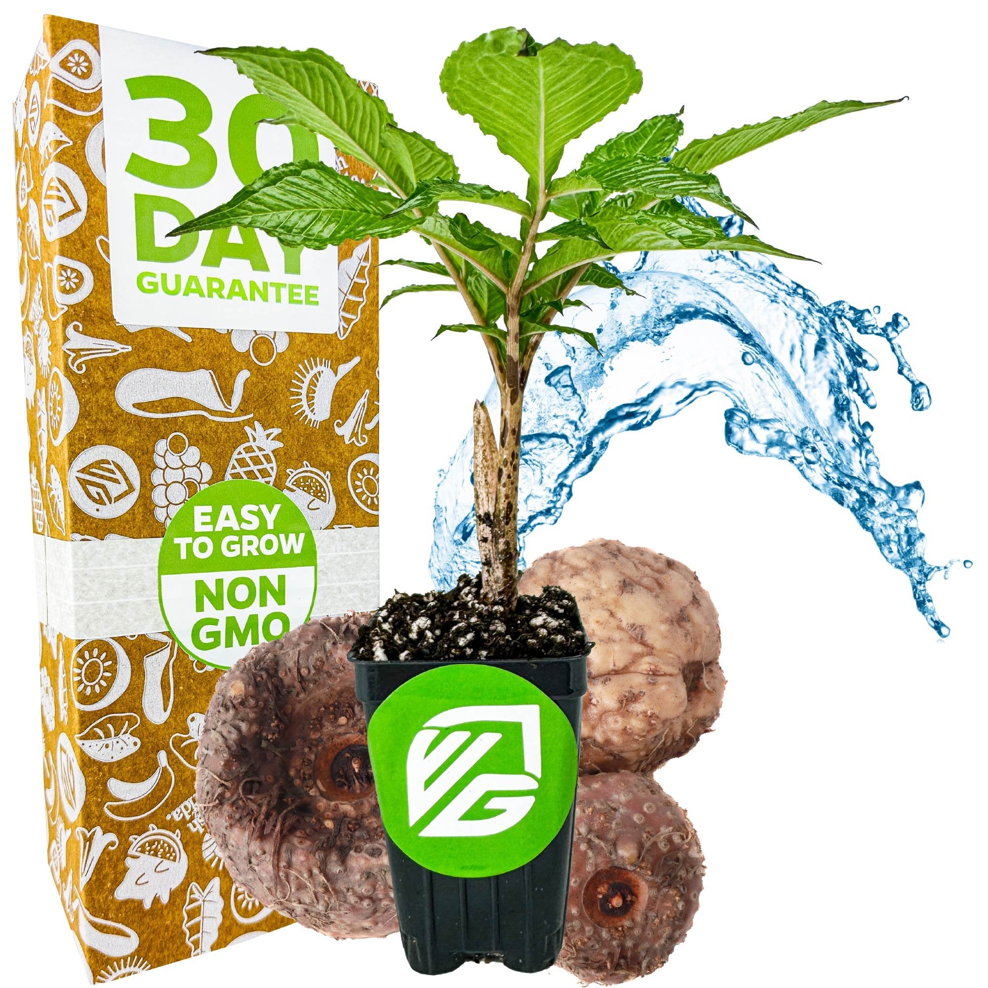 A potted Voodoo Lily (Amorphophallus konjac) by Wellspring Gardens sits before its “30 Day Guarantee,” “Easy to Grow,” and “Non GMO” packaging. Fresh roots, a water splash, and a green logo on the pot appeal to any plant enthusiast.