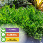 Vibrant green, fern-like Coontie Palm Cycad (Florida Arrowroot) – Zamia integrifolia by Wellspring Gardens. Water 3-4x weekly, grows 3-5 ft wide in partial sun. A true Florida native; larger spiky plants appear in the background.