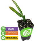 The Wellspring Gardens Yellow Dragon Fruit (Selenicereus megalanthus) is a cactus-like plant with two upright green stems. It arrives at 3-8 inches, comes with a 30-day guarantee, and its exotic fruit is sweeter than other dragon fruits.