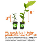 Wellspring Gardens offers baby Insulin Plants (Painted Spiral Ginger, Costus pictus) in sizes ranging from 3 to 8 inches, highlighting their variety of medicinal plants known for supporting healthy blood sugar regulation.