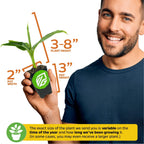 A smiling man holds a Wellspring Gardens Dwarf Cavendish Banana Tree (Musa) in a 2" wide, 3" tall pot, with plant height from 3–8". Note: actual size varies by season and how long it's been growing.