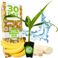 A young Grand Nain Banana (Musa acuminata) plant by Wellspring Gardens sits in a small pot, with bananas, banana slices, water splash, and a box labeled 30 Day Guarantee, Easy to Grow, Non GMO—ideal for growing your own bananas at home.