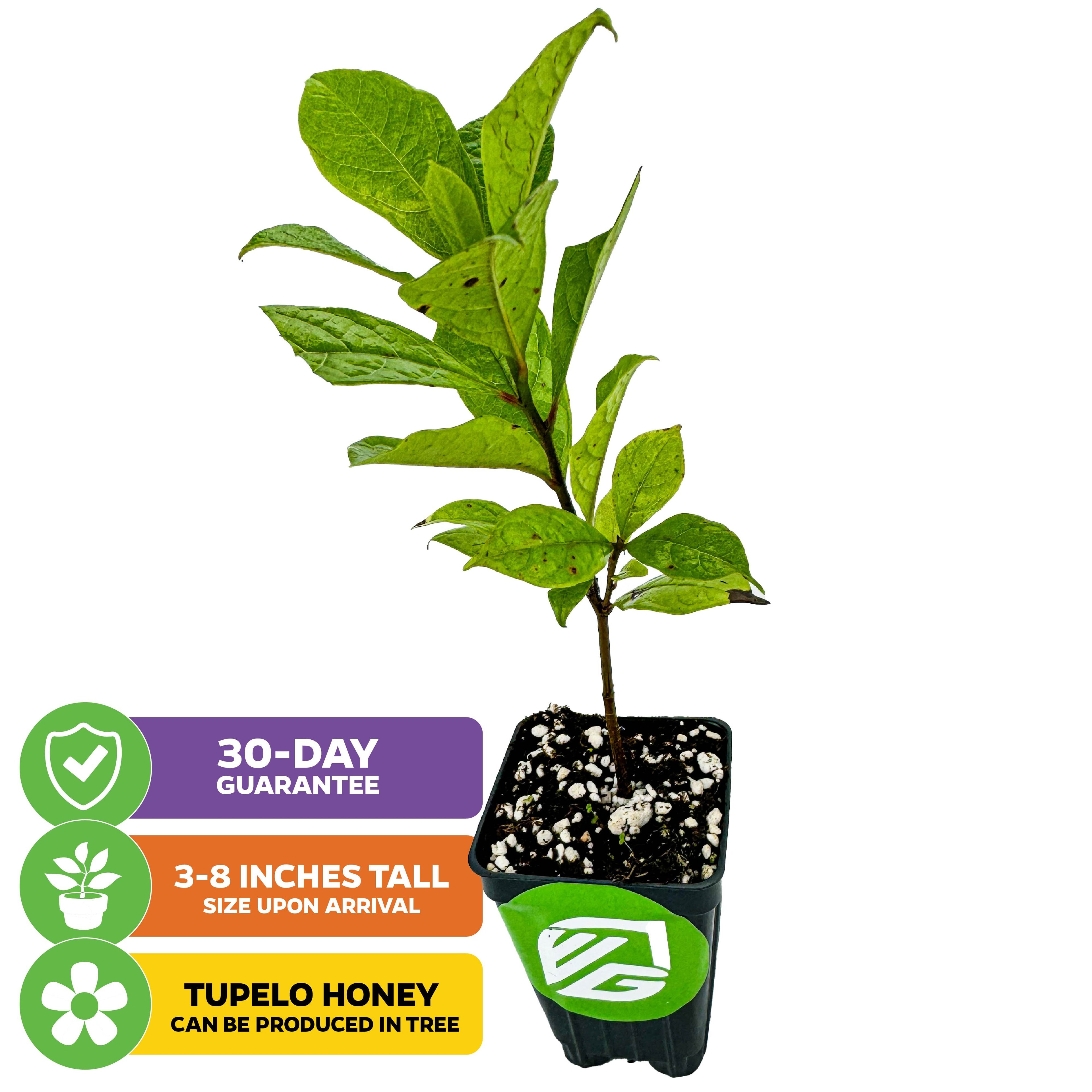 A young Blackgum Black Tupelo Tree (Nyssa sylvatica) from Wellspring Gardens in a black pot with soil, shown on white. Labels highlight a 30-day guarantee, 3–8" arrival height, brilliant fall color, and tupelo honey potential.