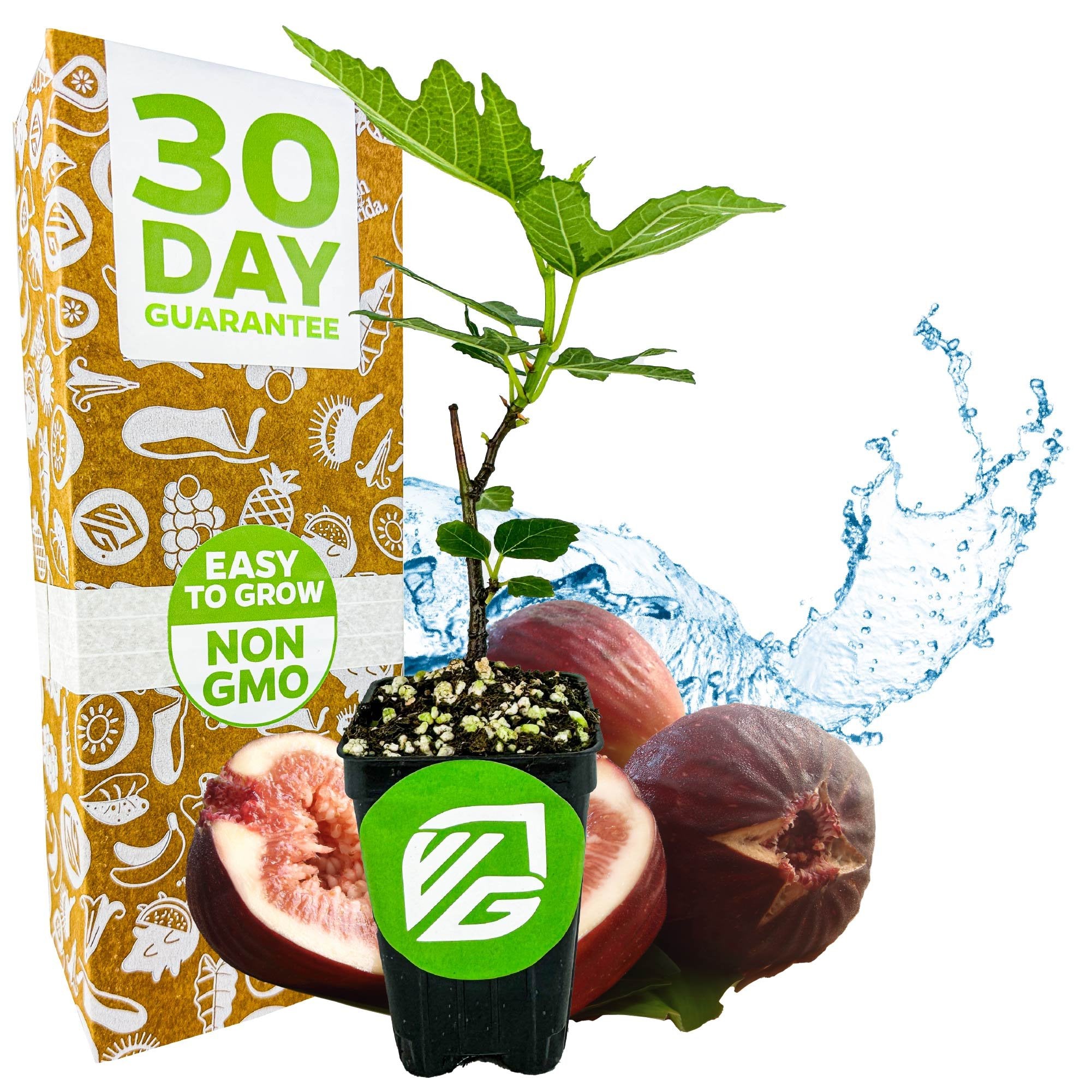 A Wellspring Gardens Beer's Black Fig (Dwarf Habit) - Ficus carica in a black pot sits before fresh figs and splashing water, alongside a box with “30 Day Guarantee,” “Easy to Grow,” and “Non GMO”—a perfect dwarf fruit tree for any home.