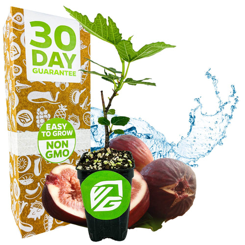 A Wellspring Gardens Beer's Black Fig (Dwarf Habit) - Ficus carica in a black pot sits before fresh figs and splashing water, alongside a box with “30 Day Guarantee,” “Easy to Grow,” and “Non GMO”—a perfect dwarf fruit tree for any home.