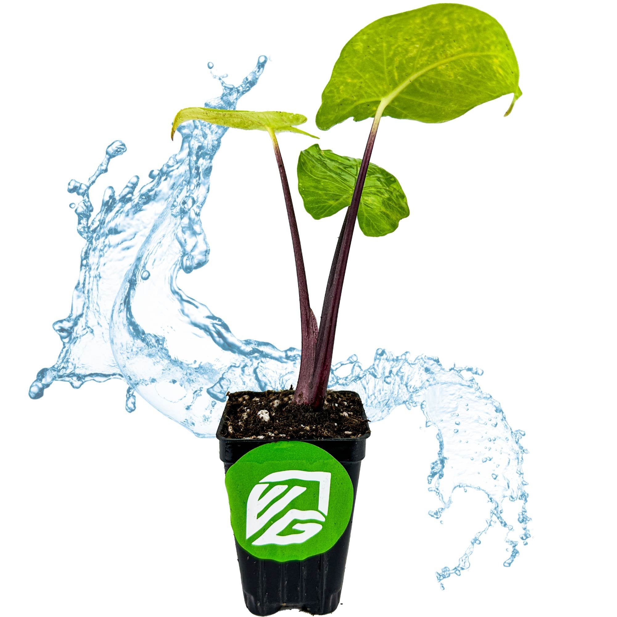A small Imperial Red Elephant Ear - Alocasia by Wellspring Gardens displays vibrant green leaves and striking red stems in a black pot with soil, green logo, and artistic water splashes set against a white background.