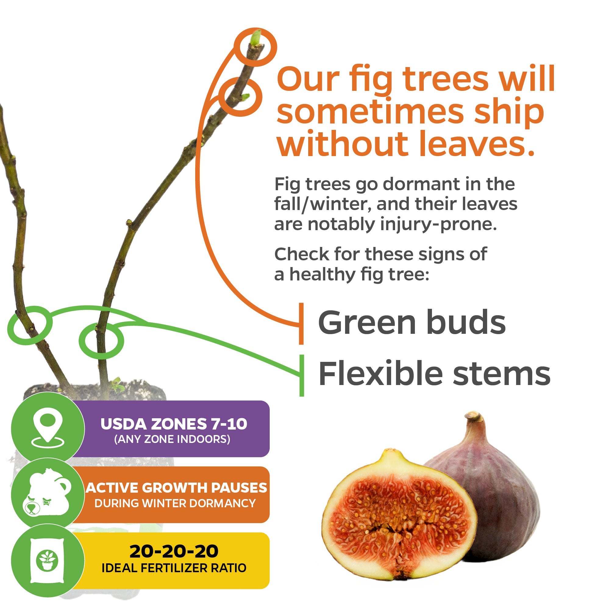 A Wellspring Gardens Brown Turkey Fig Tree (California San Pedro) branch is pictured leafless next to a split fig. Text notes this self-pollinating Ficus carica may ship dormant; healthy green buds and flexible stems are normal. Icons show USDA zones and care needs.