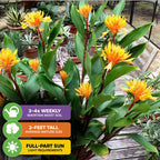 A potted Golden Brush Dwarf Ginger (Burbidgea schizocheila) by Wellspring Gardens has large green leaves, yellow-orange flowers, and needs water 3-4x a week, full to part sun, grows 2 ft tall; other indoor plants in the background.