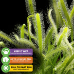 Close-up of a Cape Sundew Carnivorous Plant (Drosera capensis) by Wellspring Gardens, with sticky hairs. Care: keep wet, grows to 12", thrives in full/part sun. Ideal beginner plant.