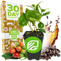 A Wellspring Gardens Coffee Plant (Coffea arabica) sits before a 30-day guarantee box labeled Easy to Grow, Non-GMO, with coffee cherries, roasted beans, and coffee splash—ideal for growing your own coffee at home.