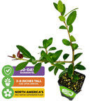 A small Dwarf Yaupon Holly Shrub by Wellspring Gardens in a black pot—North America’s only native caffeinated tea plant—arrives 3-8 inches tall, with healthy green leaves. Includes 60-day guarantee.