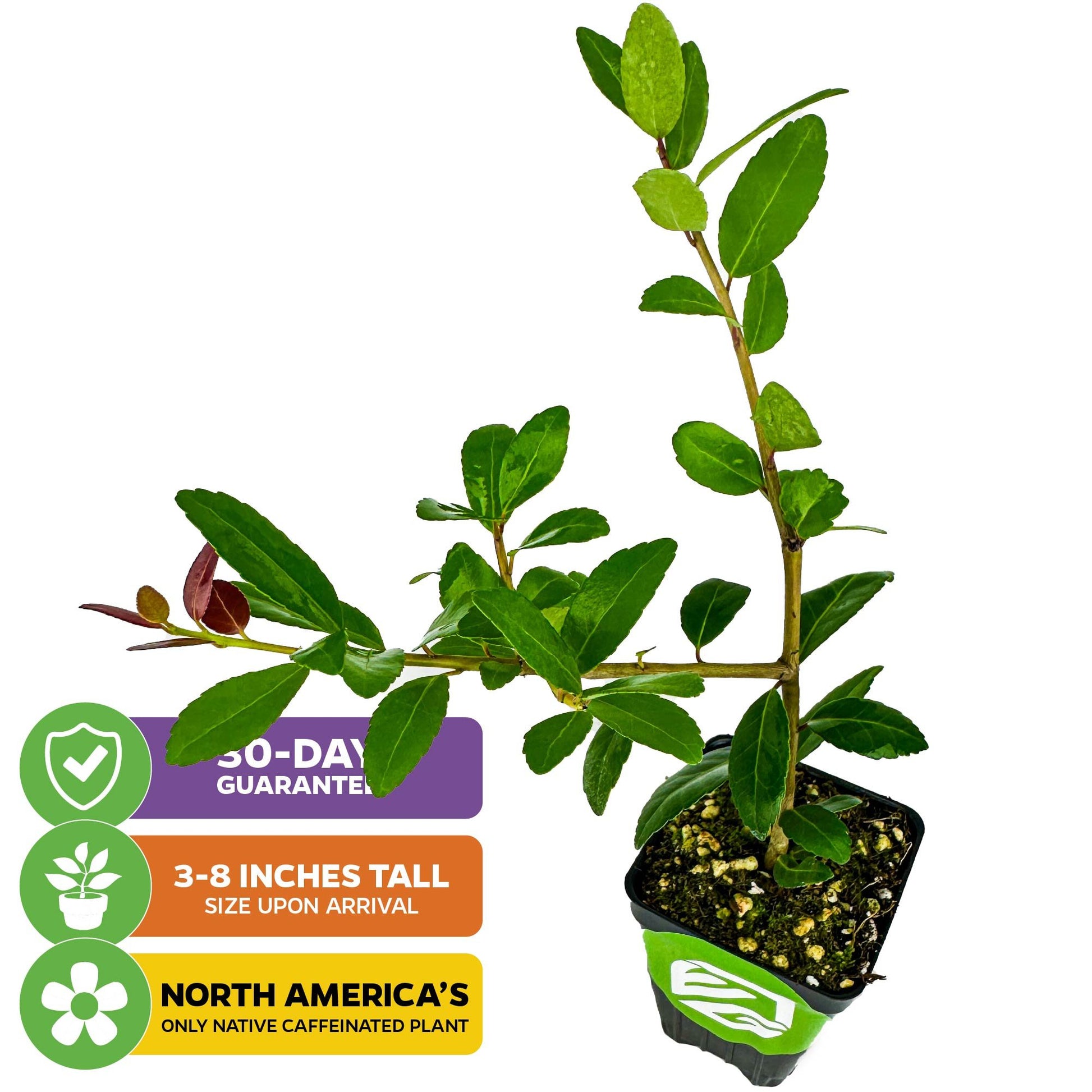 Dwarf Yaupon Holly Shrub - Natural, Native Caffeinated Tea (Youpon, cassina) - Ilex