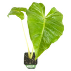 A small potted Lutea Elephant Ear (Alocasia) by Wellspring Gardens, featuring large, glossy, heart-shaped green leaves and light yellow stems, viewed from above against a white background.