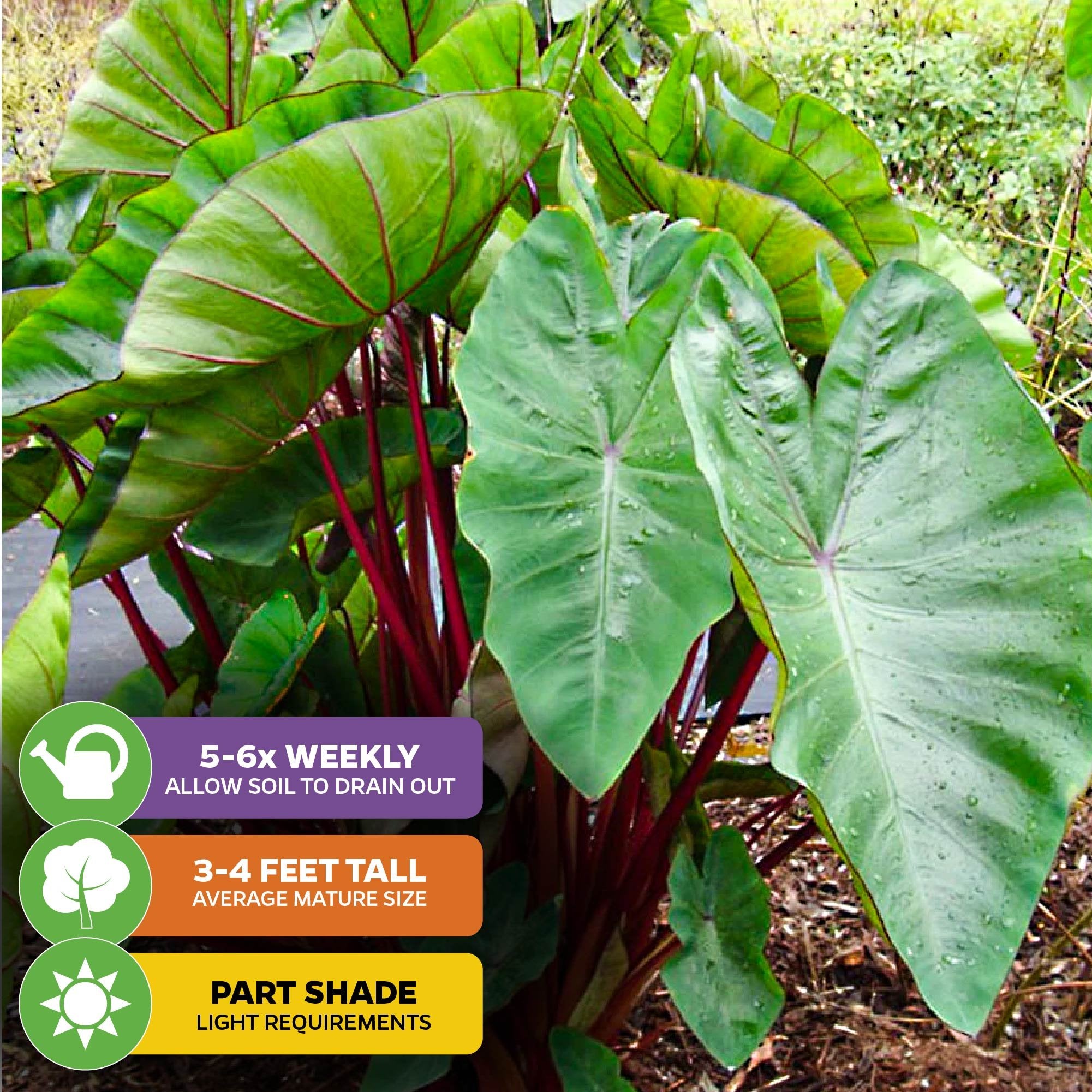Hawaiian Punch Elephant Ear - Colocasia from Wellspring Gardens features large, heart-shaped green leaves with bold red stems. Water 5-6x weekly, grows 3-4 feet tall, and thrives in part shade for best results.
