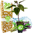 The Wellspring Gardens Okinawa Spinach (Gynura crepioides) is pictured potted, with vibrant green and purple leaves before a box marked “30 Day Guarantee” and “Easy to Grow, Non-GMO.” Water splashes accent this lush edible groundcover.