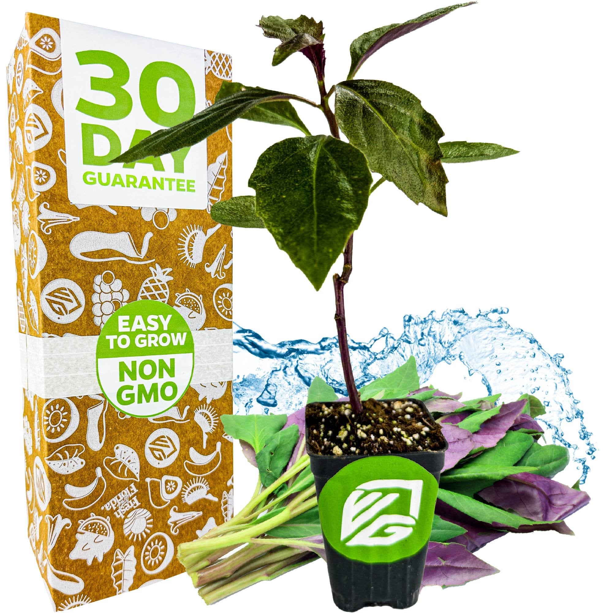 The Wellspring Gardens Okinawa Spinach (Gynura crepioides) is pictured potted, with vibrant green and purple leaves before a box marked “30 Day Guarantee” and “Easy to Grow, Non-GMO.” Water splashes accent this lush edible groundcover.