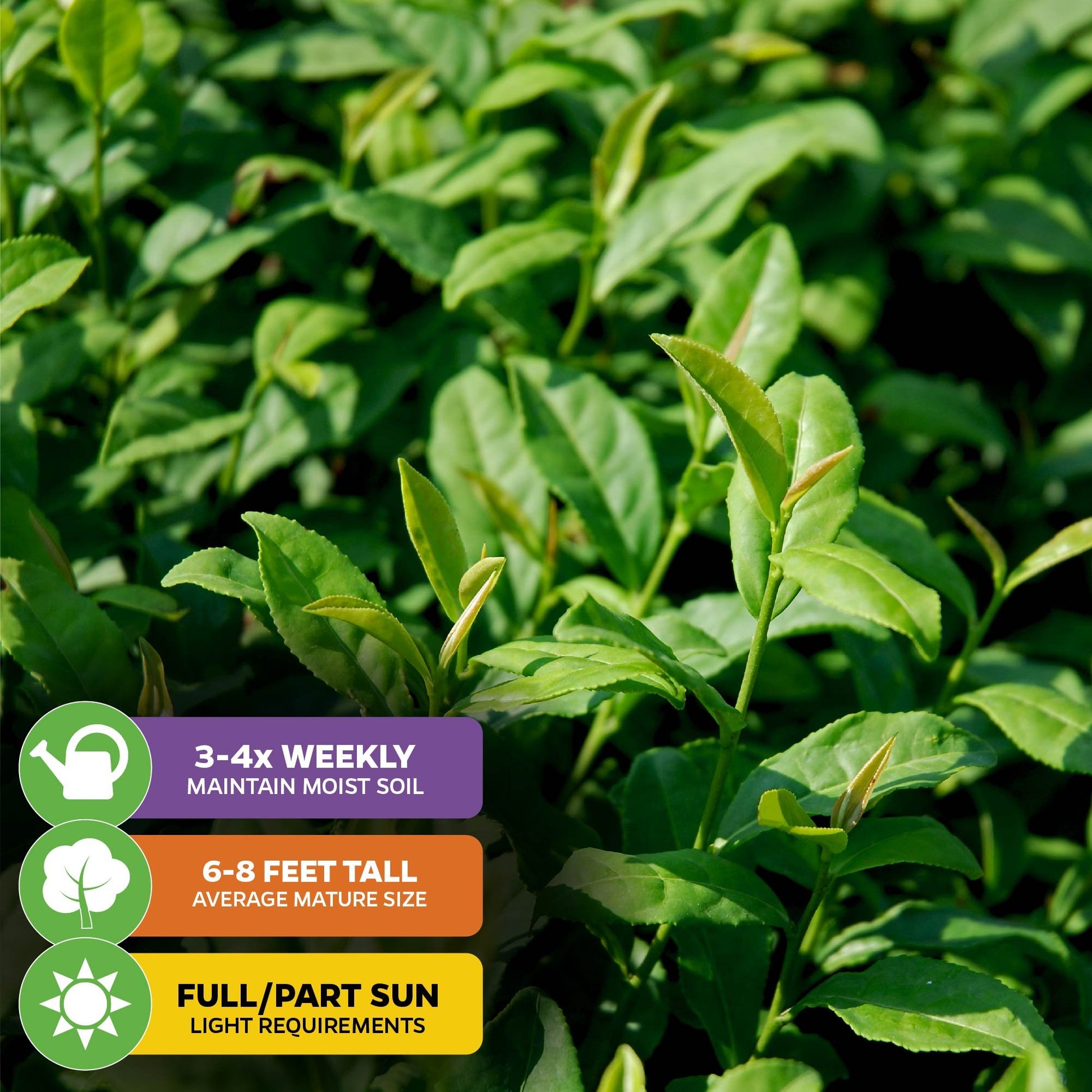Dwarf Yaupon Holly Shrub - Natural, Native Caffeinated Tea (Youpon, cassina) - Ilex