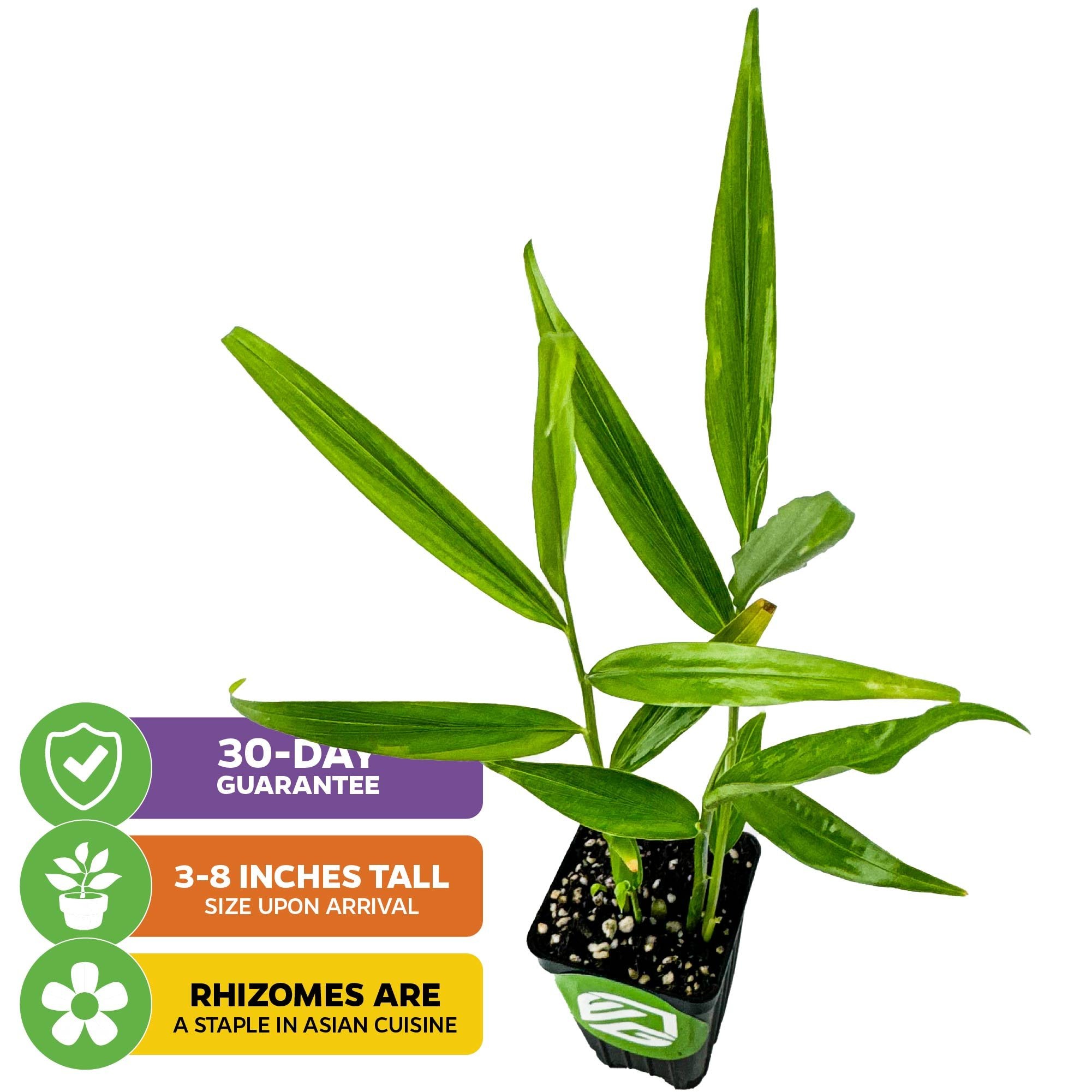 The Wellspring Gardens Ginger (Common Cooking Variety) - Zingiber officinale arrives 3–8" tall with long, narrow leaves. It features a 30-day guarantee and produces rhizomes essential in Asian cuisine—ideal for home container growing.