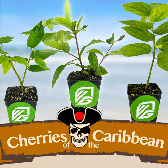 Bundle (3) of Carribbean Cherries: Barbados + Red Jamaican + Yellow Jamaican