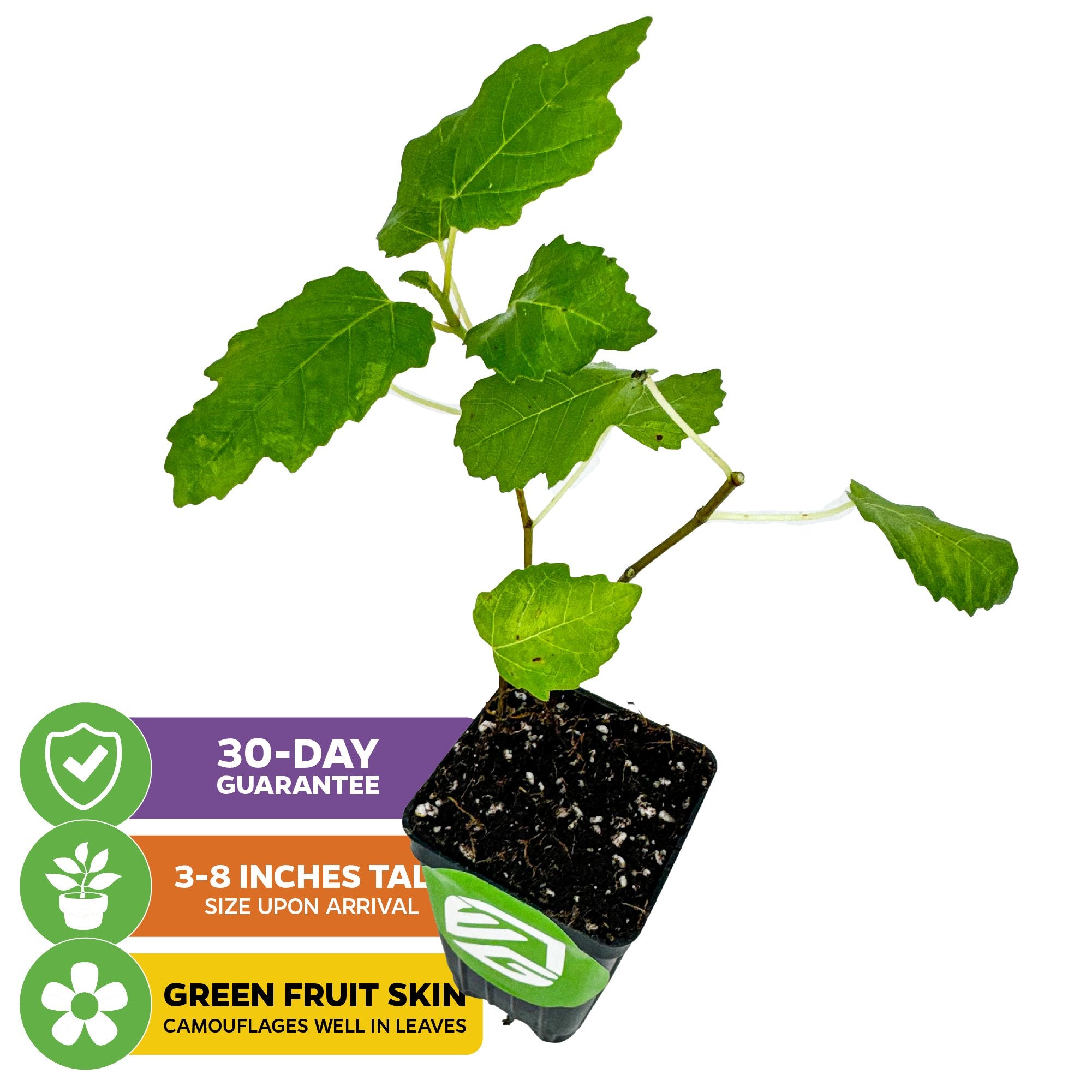 A small Ischia Fig Tree - Ficus carica from Wellspring Gardens in a black pot with soil. Features: 30-day guarantee, arrives 3-8" tall, and produces self-pollinating green-skinned fruit that blends in the leaves.