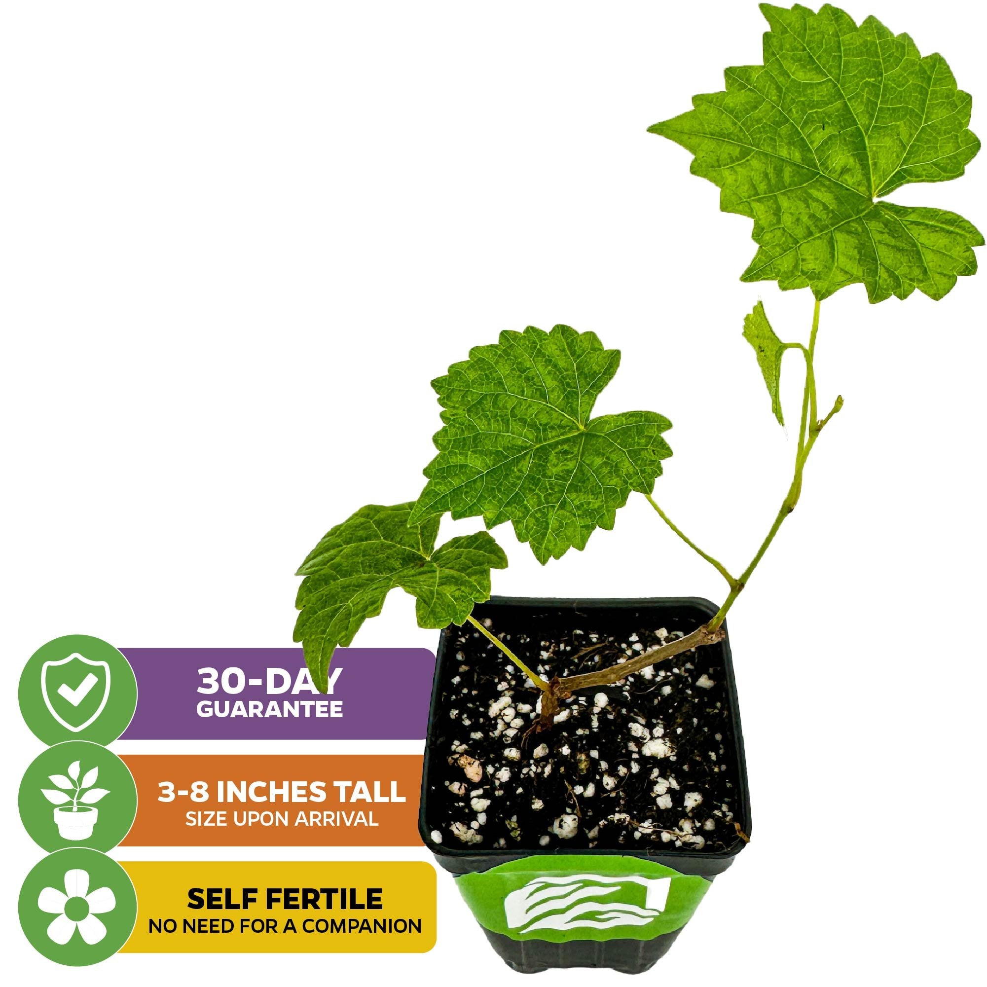 The Wellspring Gardens Alachua Muscadine Grape (Vitis rotundifolia) is a small, disease-resistant plant in a black pot with soil. Features: 30-Day Guarantee, arrives 3–8" tall, and is self-fertile—no companion needed.