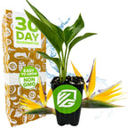 A potted Mandela's Gold Bird of Paradise (Golden Yellow) by Wellspring Gardens is displayed before striking golden blooms and packaging labeled 30 Day Guarantee, Easy to Grow, and Non-GMO. This perennial brings tropical beauty indoors.