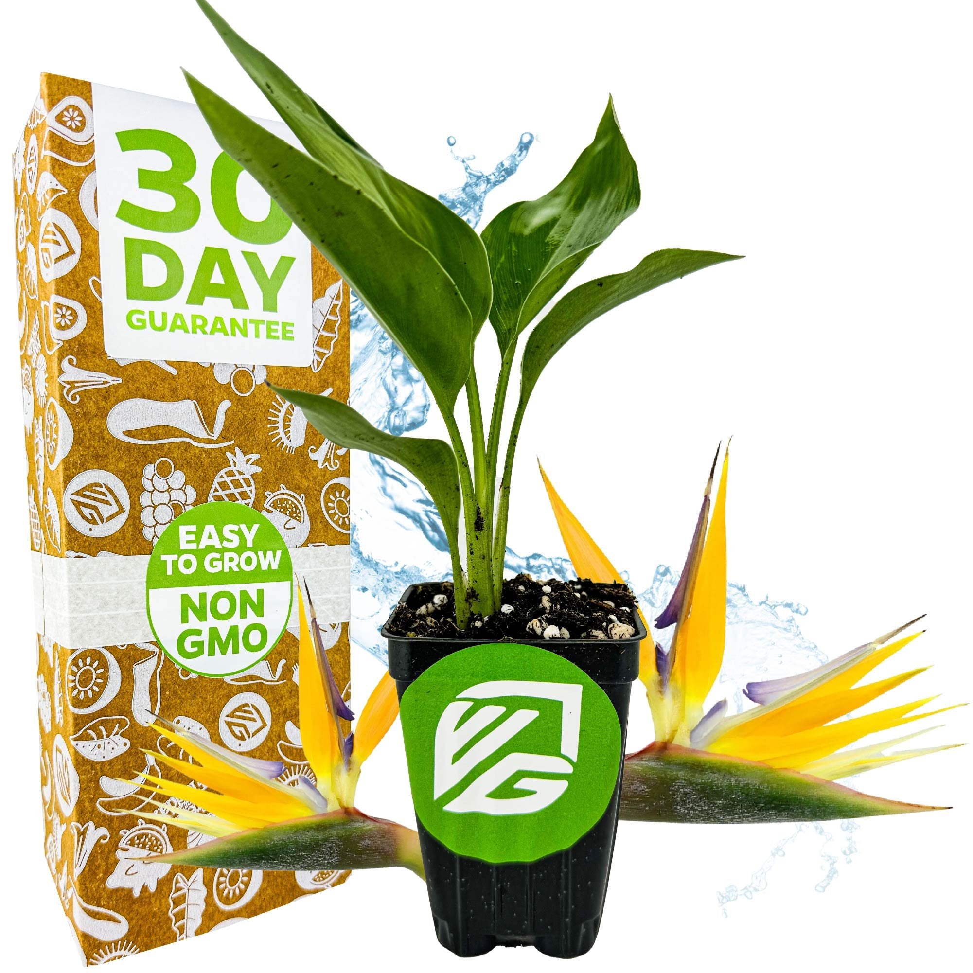 A potted Mandela's Gold Bird of Paradise (Golden Yellow) by Wellspring Gardens is displayed before striking golden blooms and packaging labeled 30 Day Guarantee, Easy to Grow, and Non-GMO. This perennial brings tropical beauty indoors.