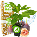 A Wellspring Gardens Chicago Hardy Fig Tree (Ficus carica) with lush leaves sits beside whole and sliced figs, a 30 Day Guarantee box, a Non GMO badge, and blue water splashes in the background. This variety is self-pollinating.