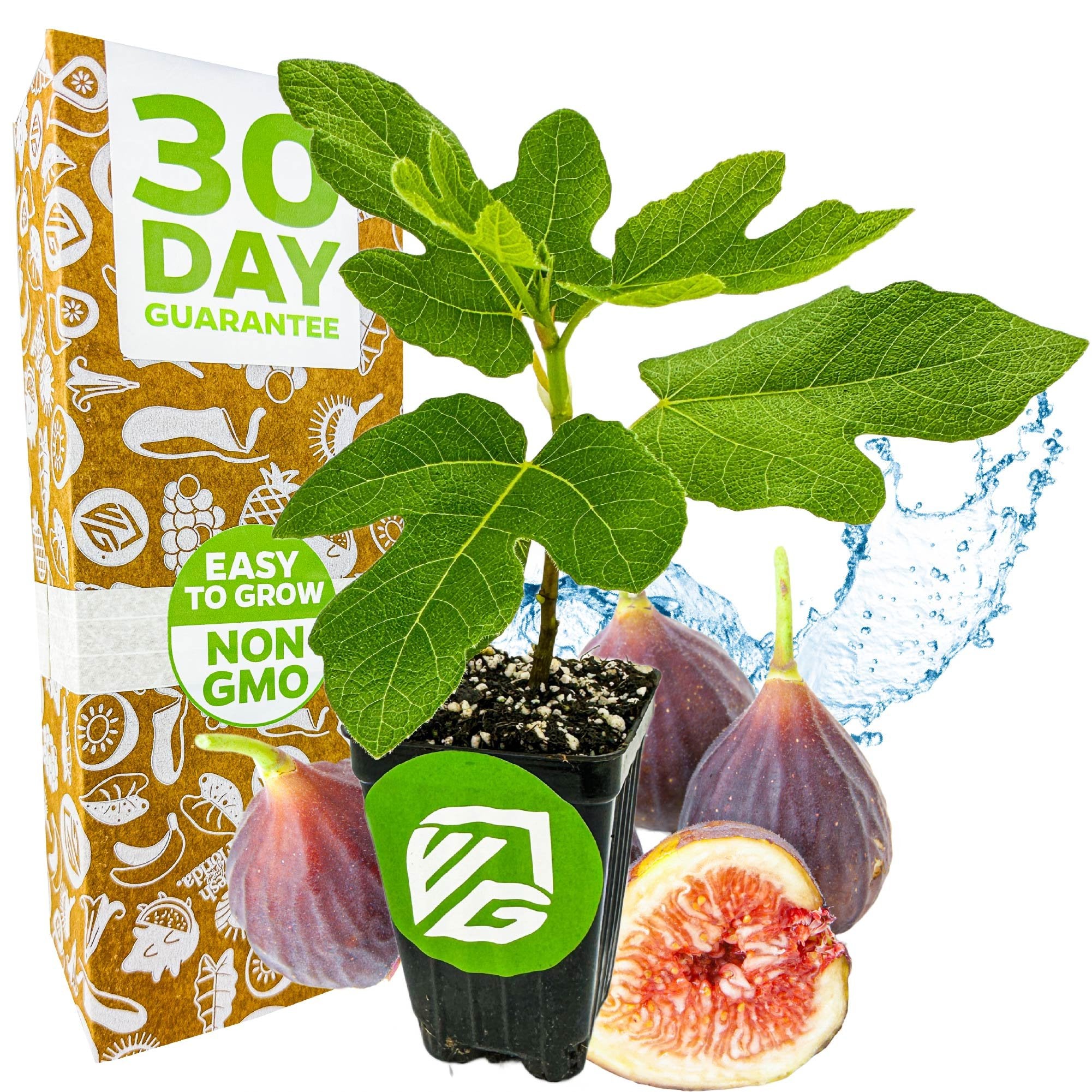 A Wellspring Gardens Chicago Hardy Fig Tree (Ficus carica) with lush leaves sits beside whole and sliced figs, a 30 Day Guarantee box, a Non GMO badge, and blue water splashes in the background. This variety is self-pollinating.